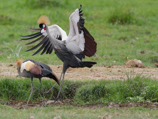 <h3><a href="/trips/tanzania/biota/animalia/chordata/aves/023 gruiformes/005 gruidae/balearica regulorum/balearica regulorum-nl.html">Balearica&nbsp;regulorum</a> / Grey&nbsp;crowned&nbsp;crane / Grijze&nbsp;kroonkraanvogel</h3>OM-1 Mark II met OLYMPUS M.150-400mm F4.5 TC, 1/2000 sec  bij F5.6, ISO 800, afstand 39.5&nbsp;m